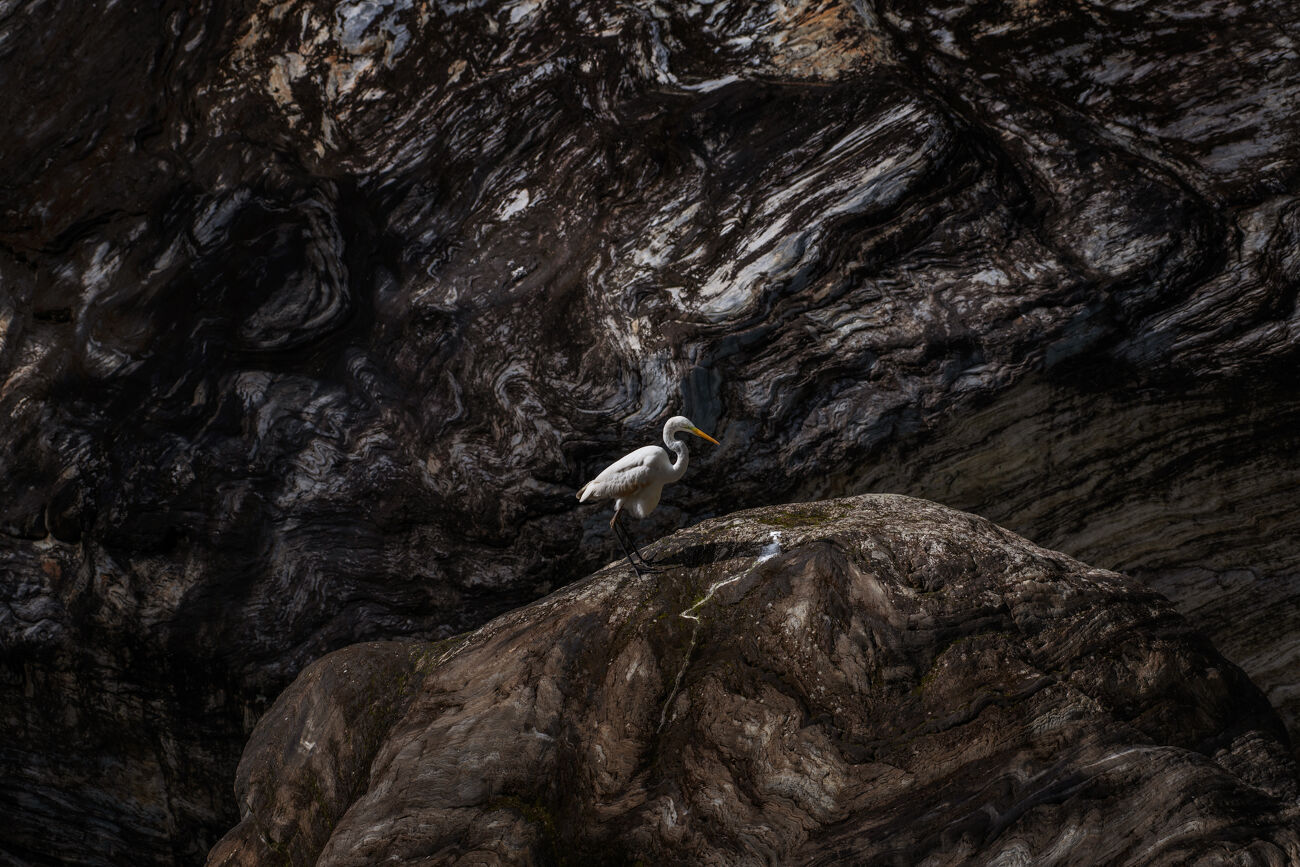 La grande aigrette de Taroko