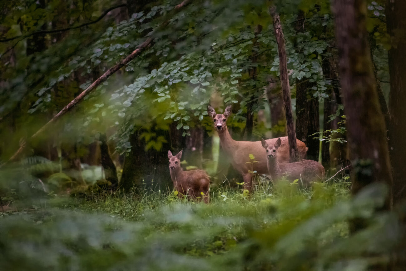 Spotted (forêt de Bellême dans le Perche)