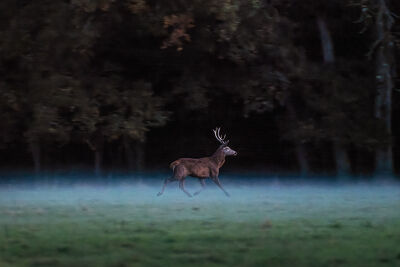 Un cerf dans la brume