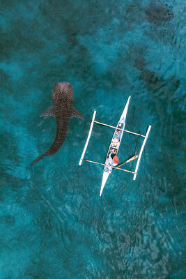 Whale shark